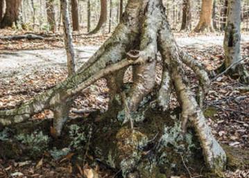 tree6.jpg