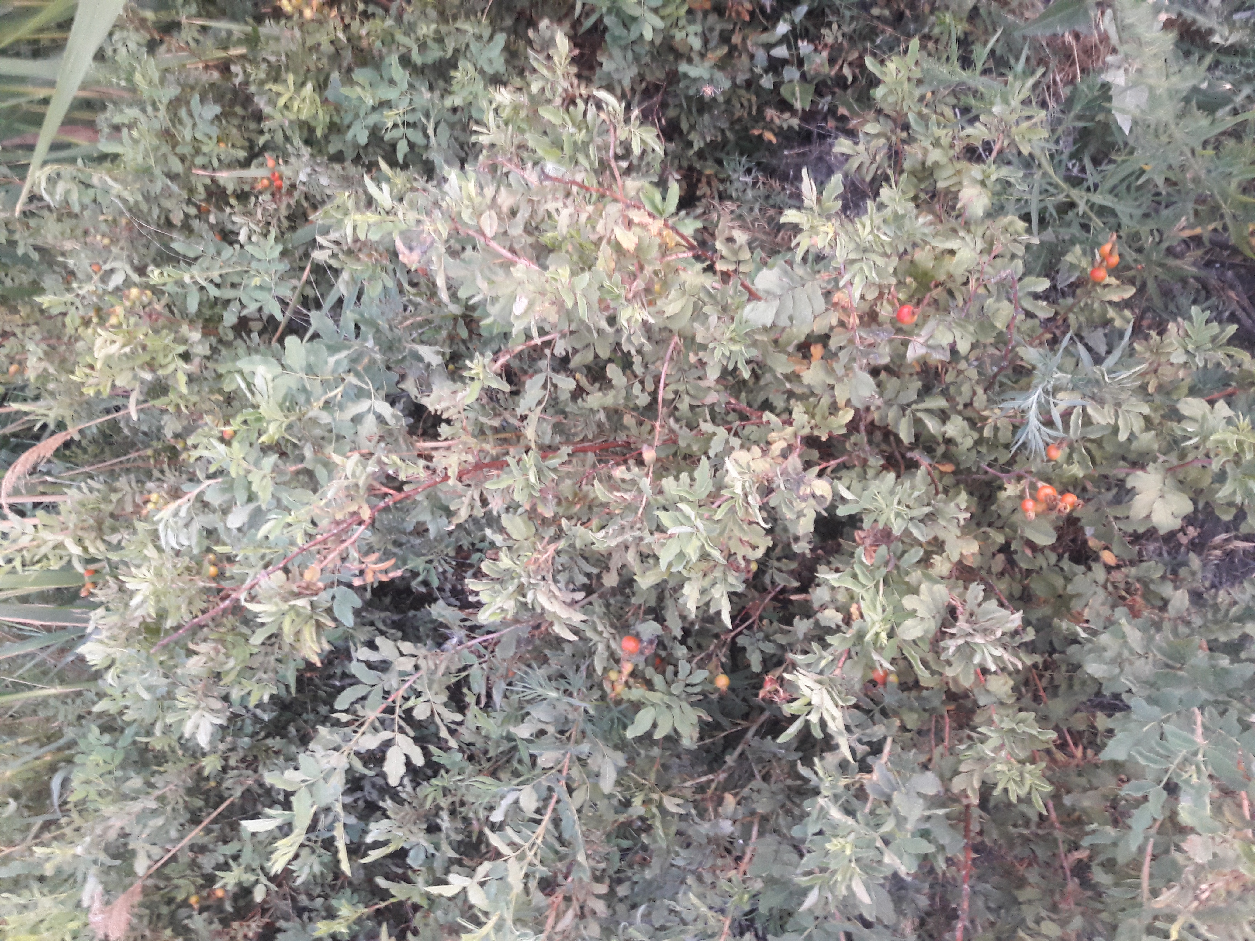 20180801_204108.jpg