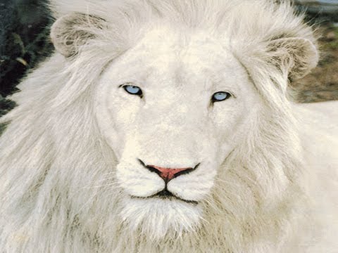 El león blanco. — Steemit