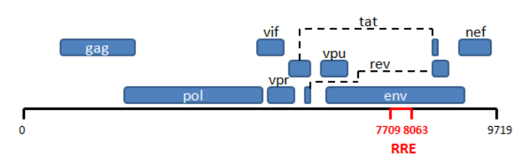 HIV_Genome.png