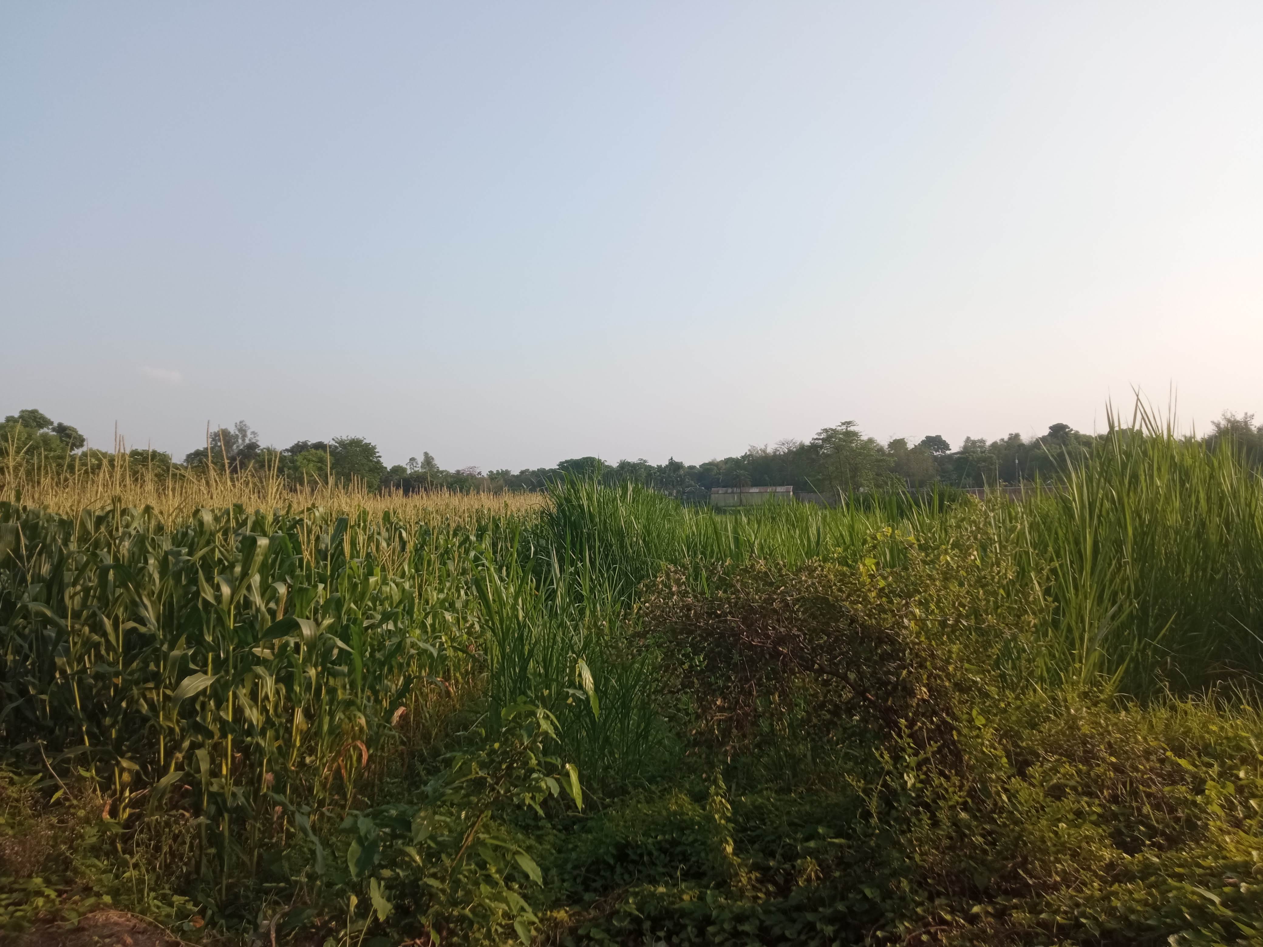 নেচার (3).jpg