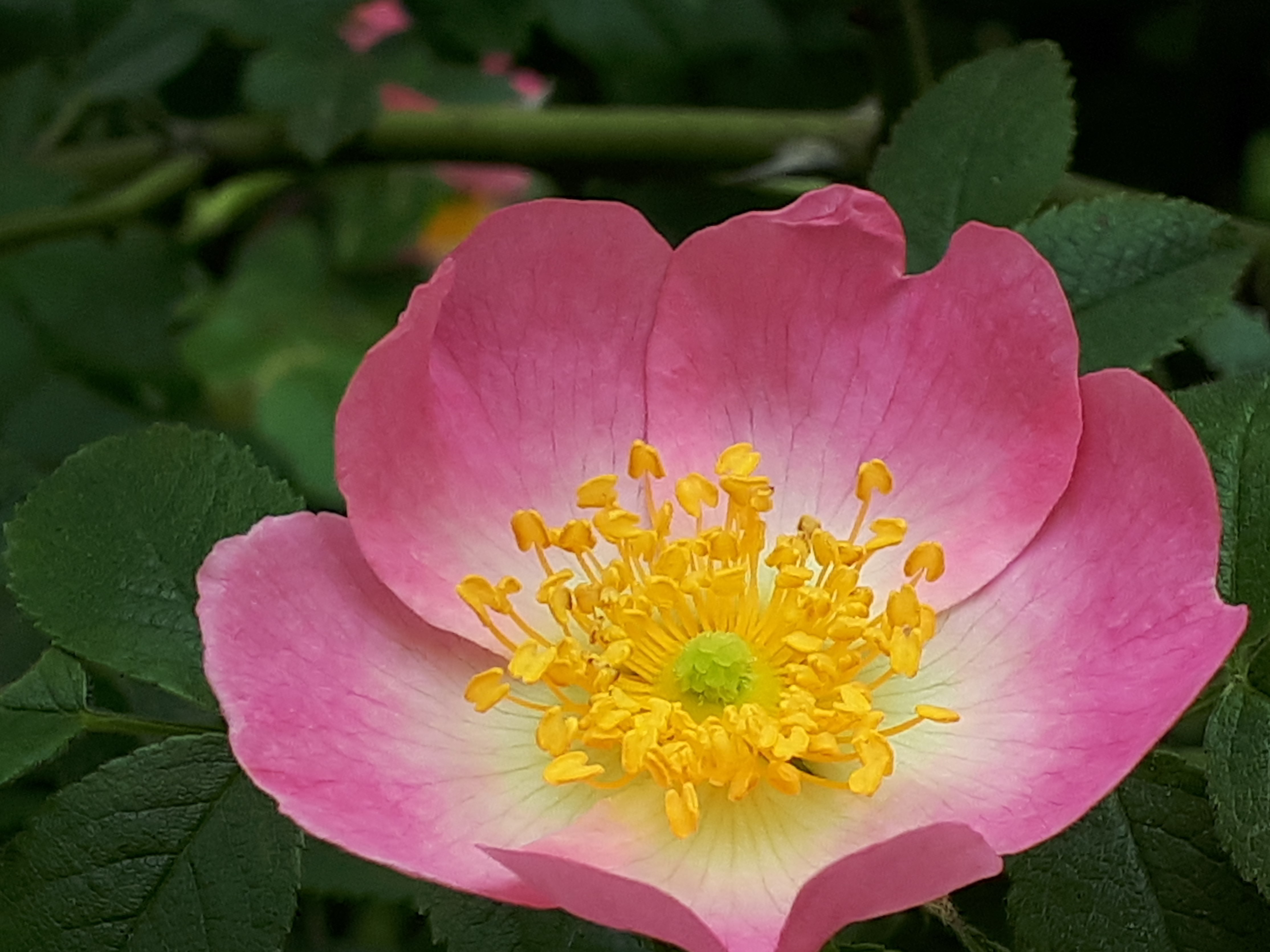 20190519_114739.jpg