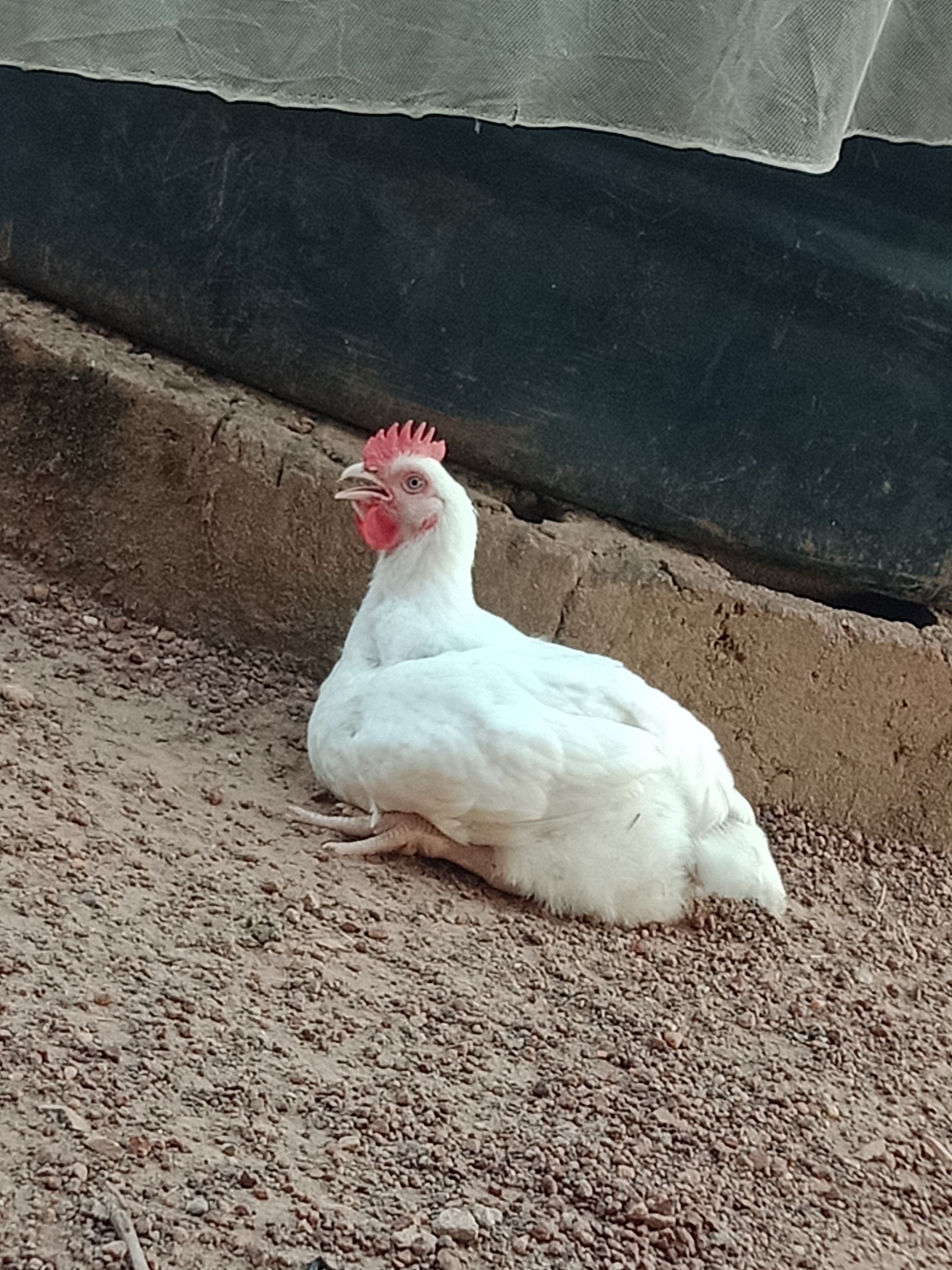 IMG20251209163404.jpg