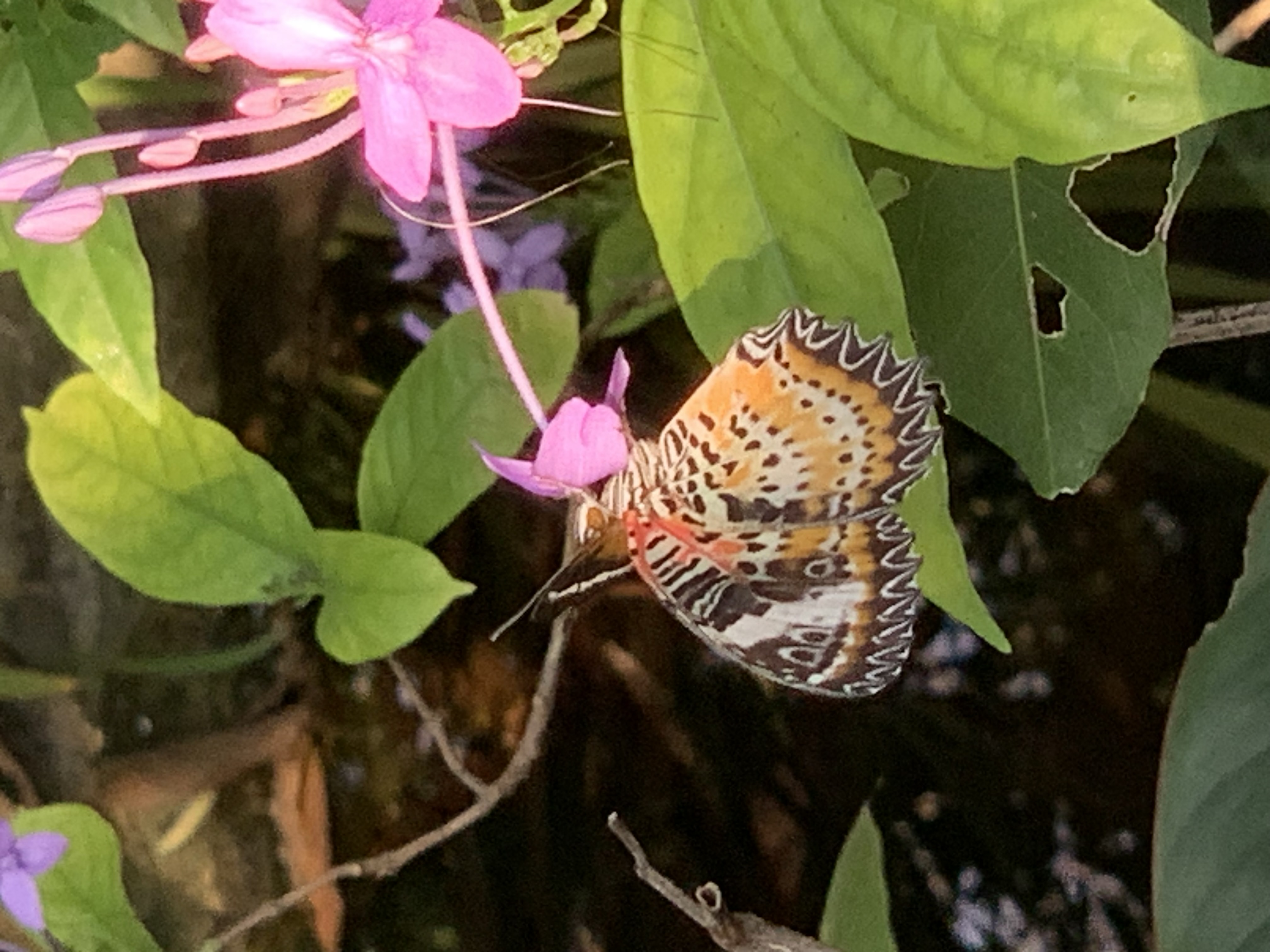 Bangkok Butterfly Garden & Insectarium116.jpg