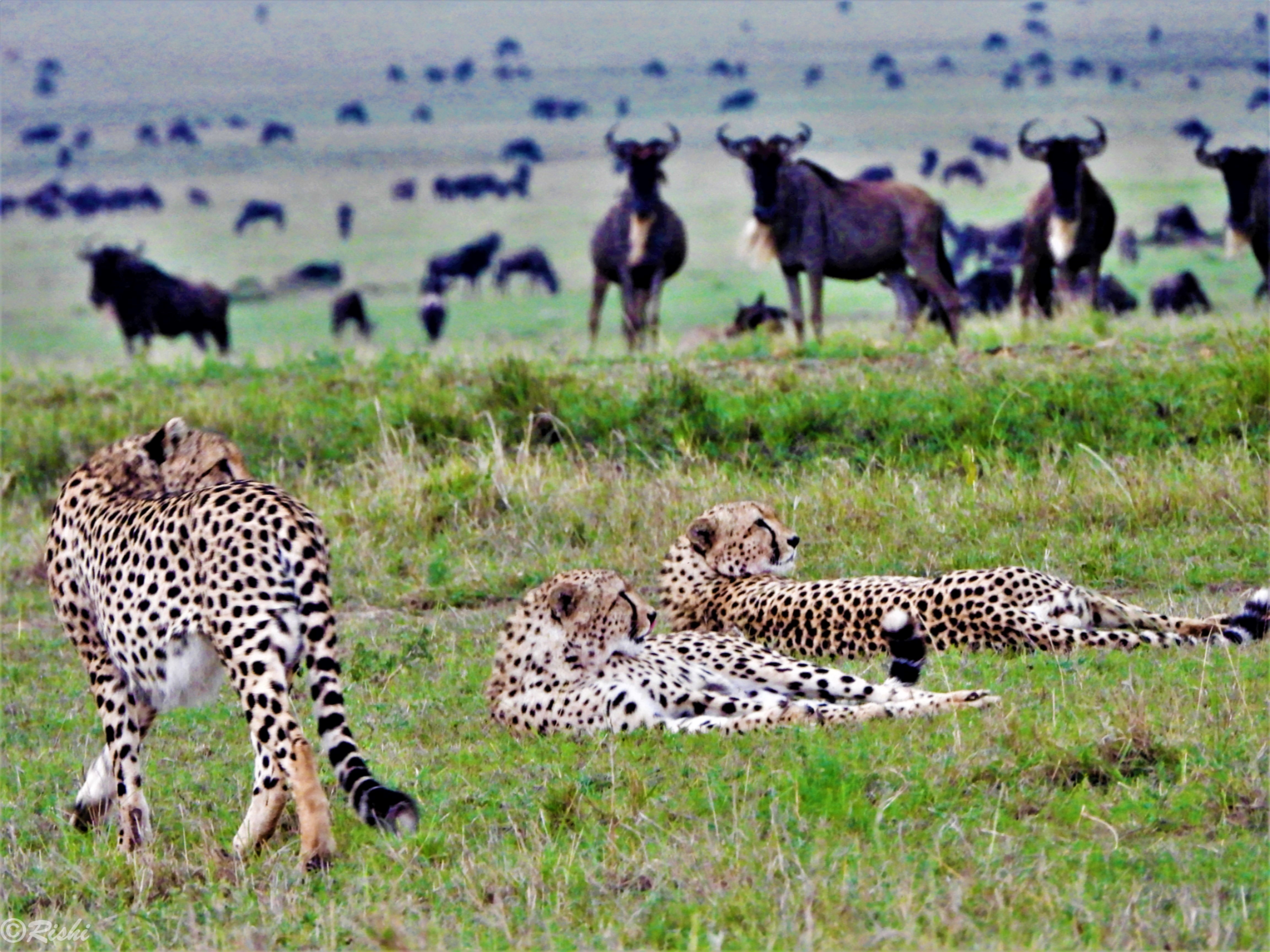 DSCN4439cheetaaahc.jpg