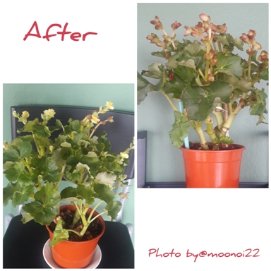 begonia3.jpg