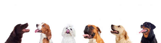 diferentes-perros-mirando-camara_58409-12874.jpg