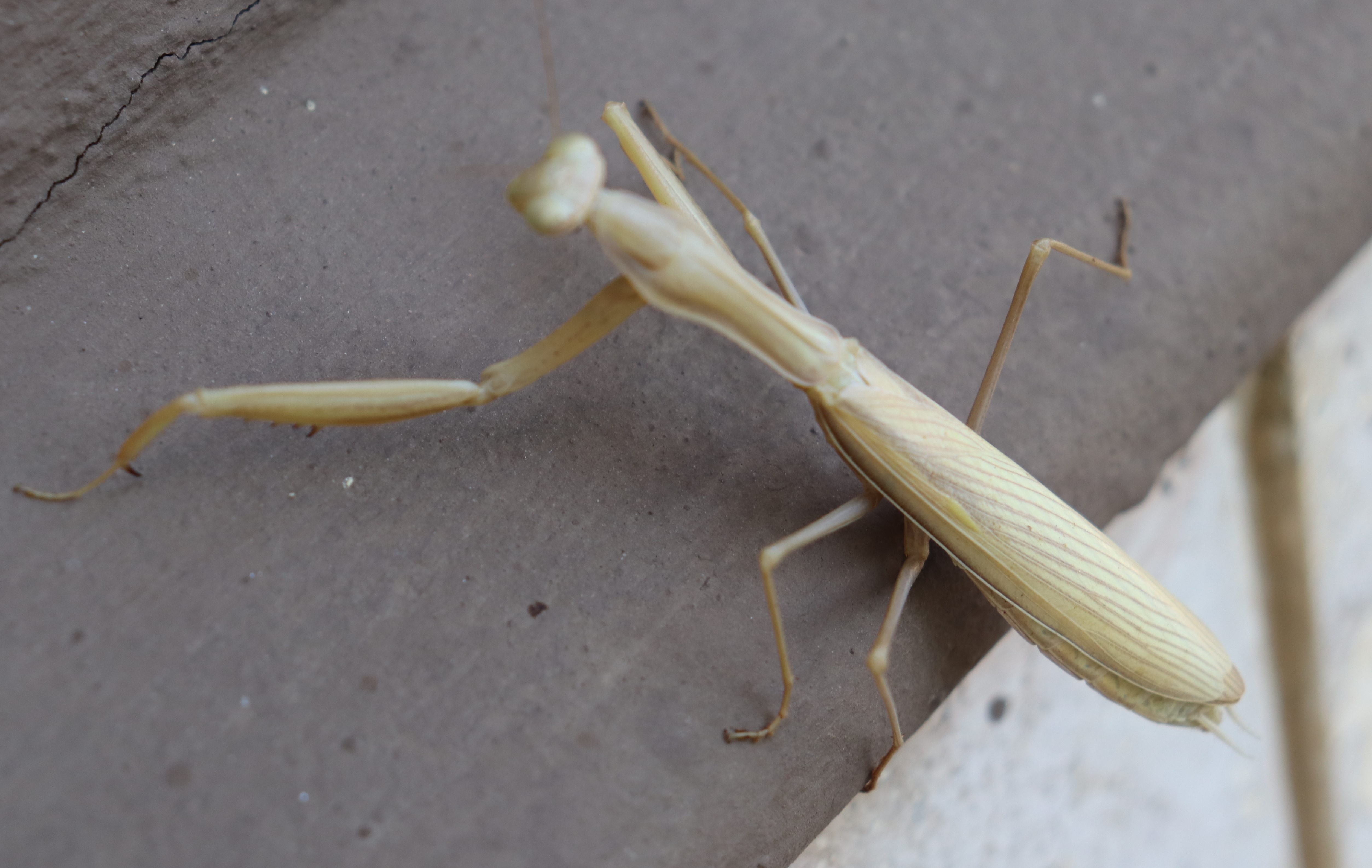 IMG_1138.CR2 (2).jpg