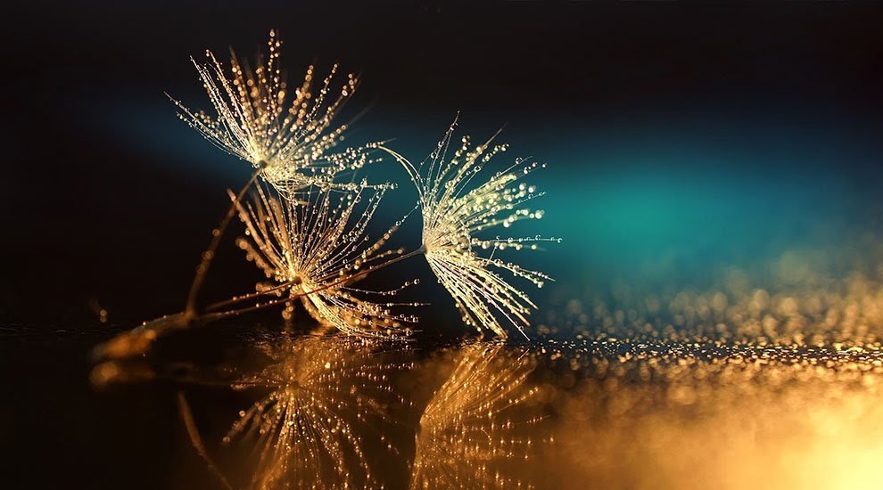 Dandelion.original.jpg
