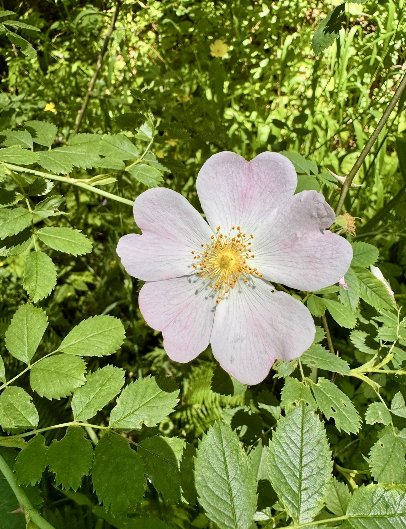 IMG_7655 copy.jpg