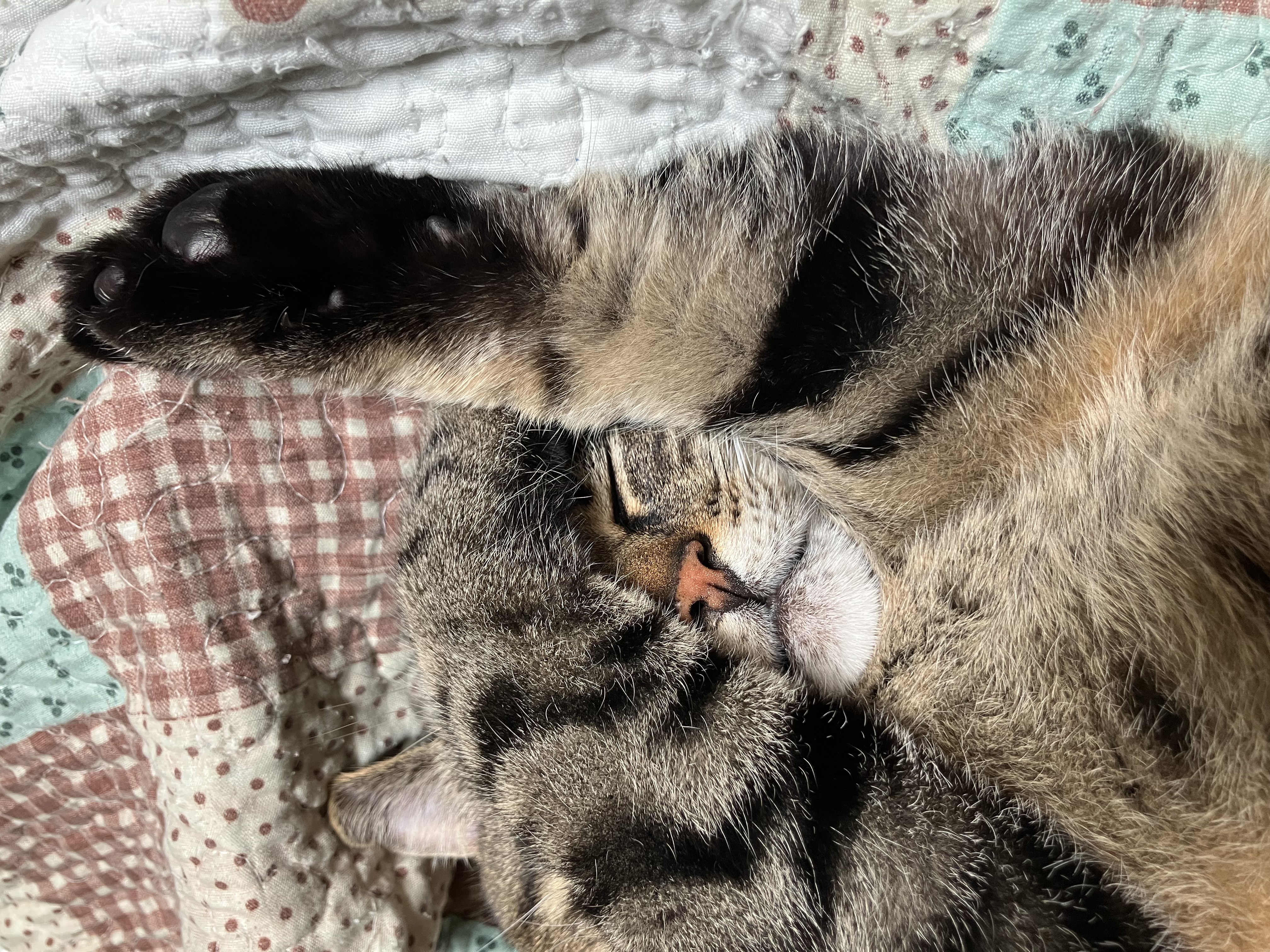IMG_8632.jpeg