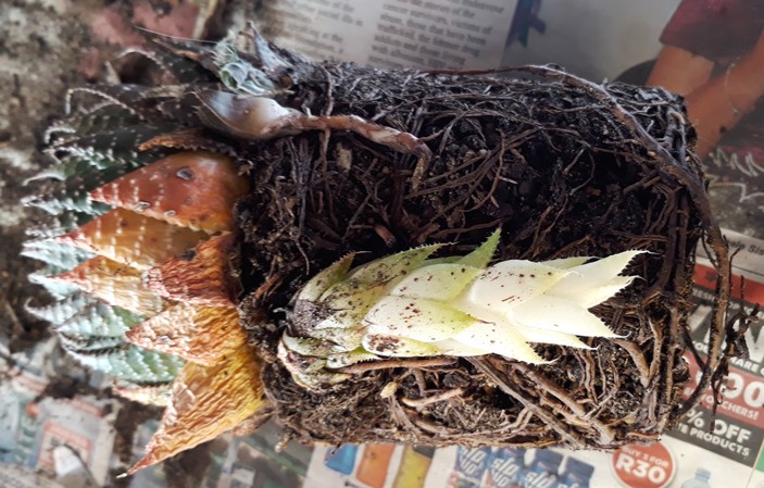 aloe.jpg