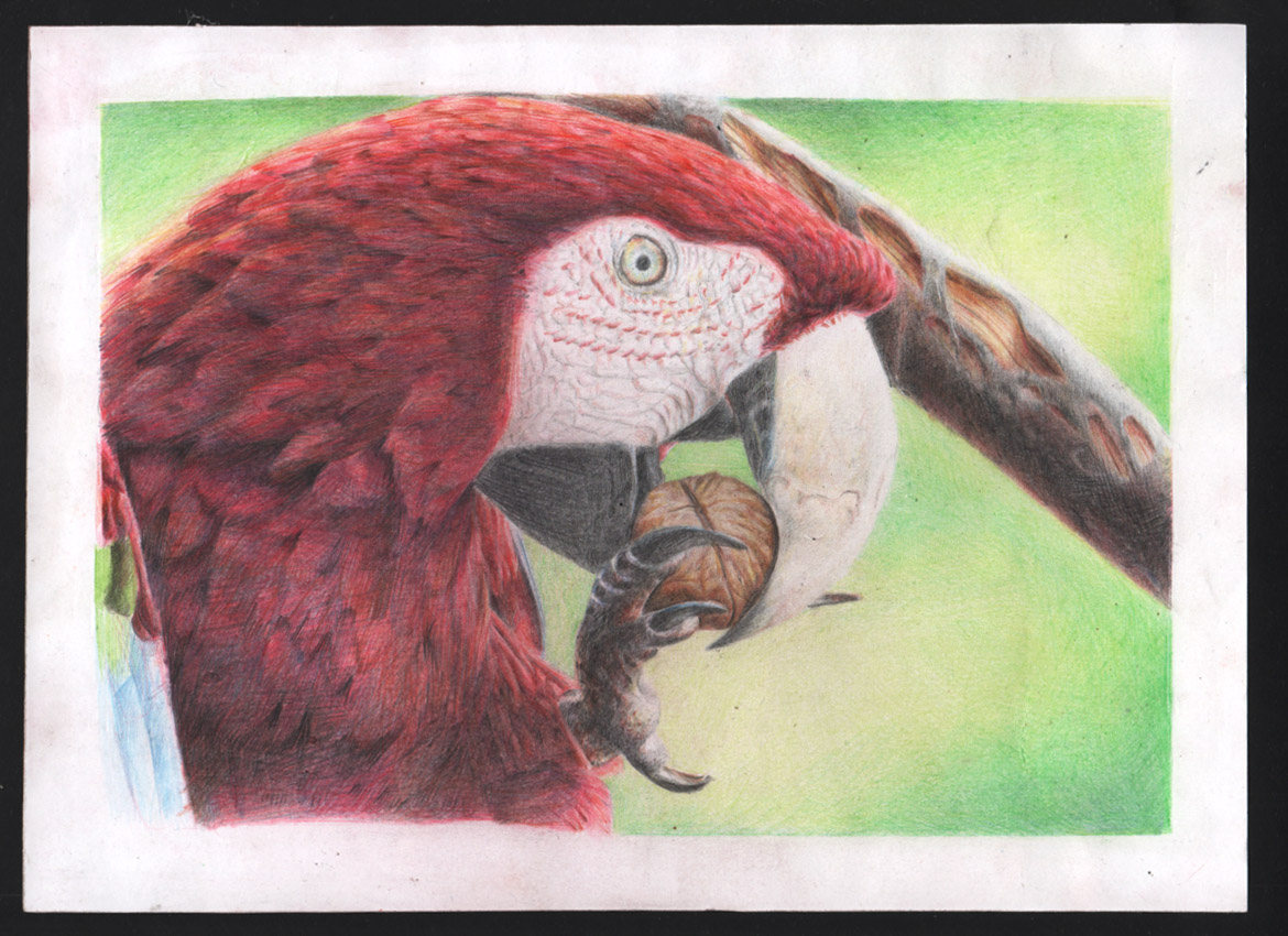 guacamayo.jpg
