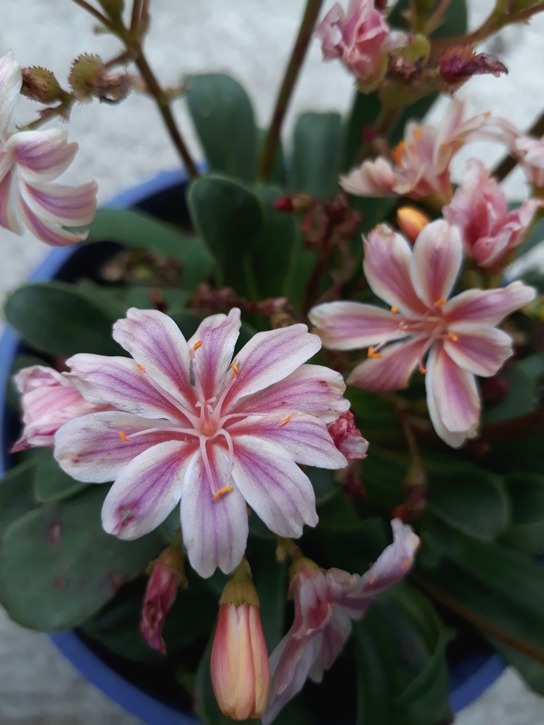lewisia.jpg