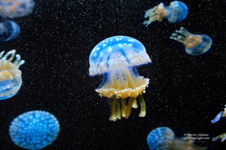 Monterey-Photo-by-Darvin-Atkeson.jpg