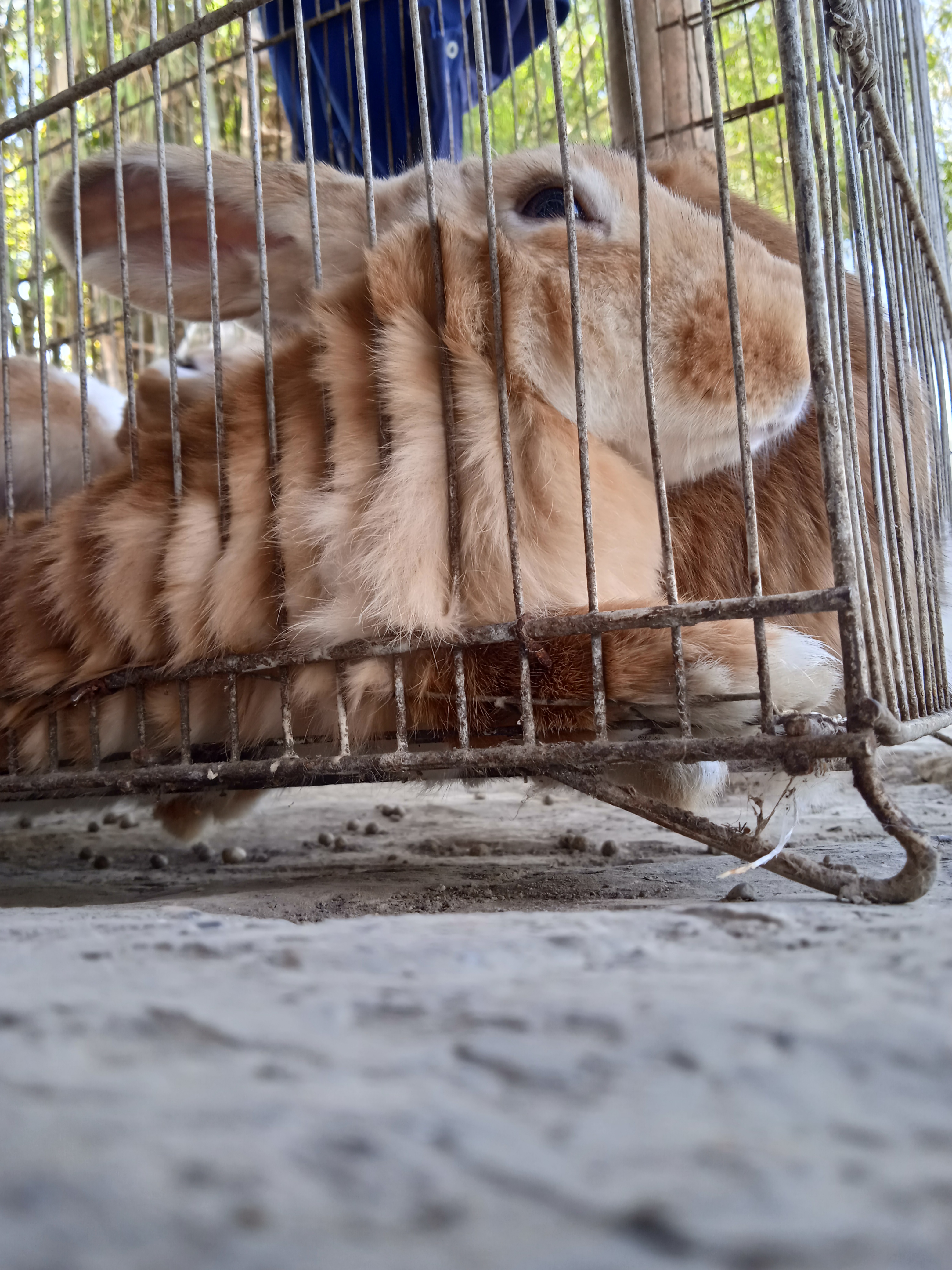 Conejo.jpg