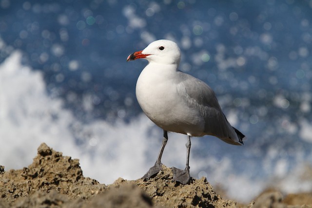 cdn.download.ams.birds.cornell.jpg