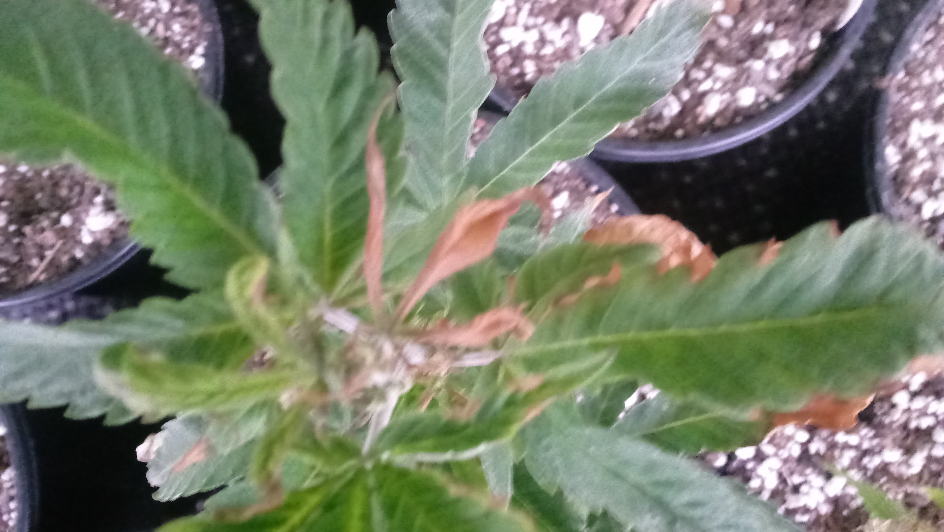 BackYard Cannabis Farming 2019 Episode 3 Preparing Your