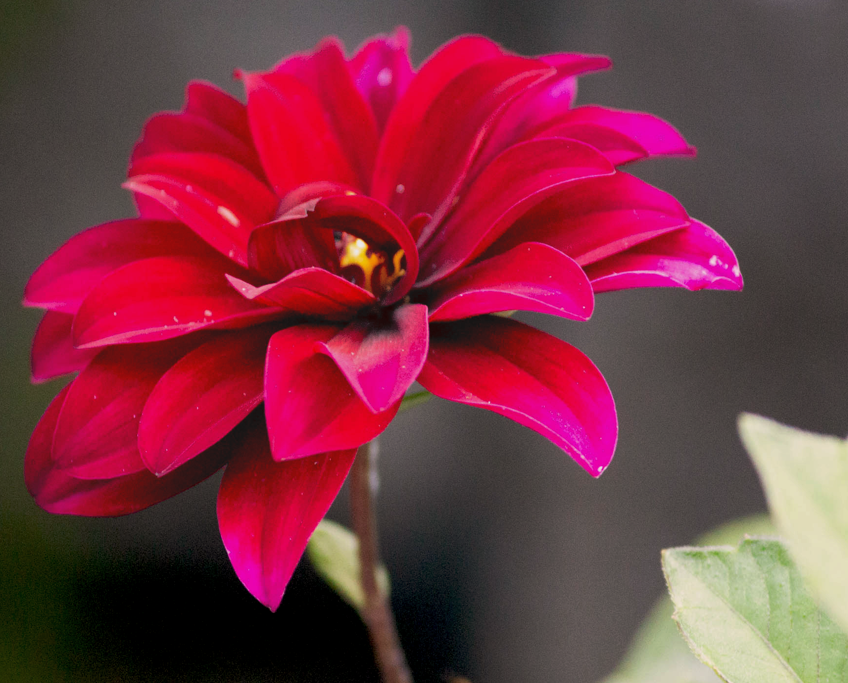 colorchallenge-red2.png