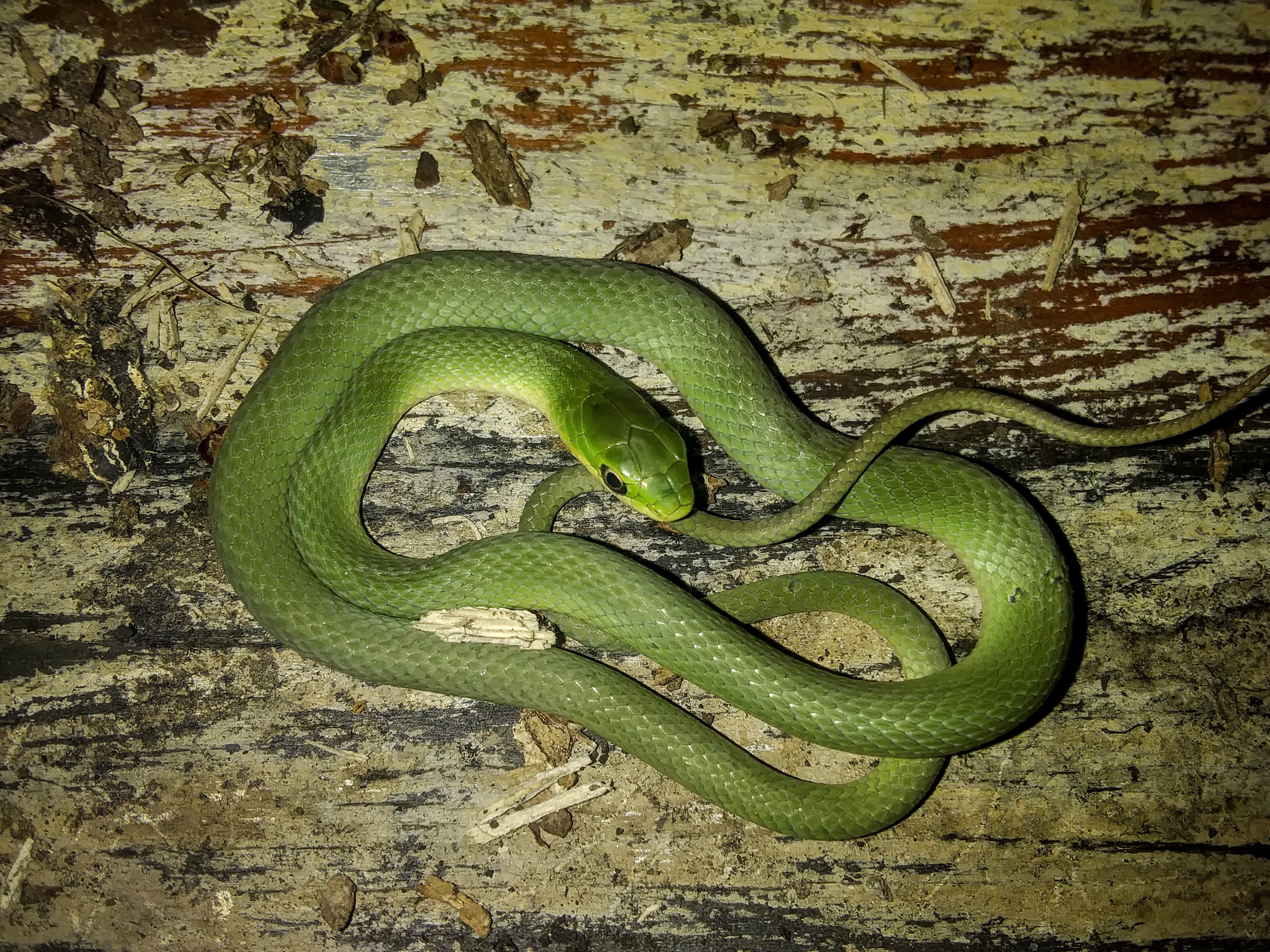 Baby Green Snake In The Garden Steemit