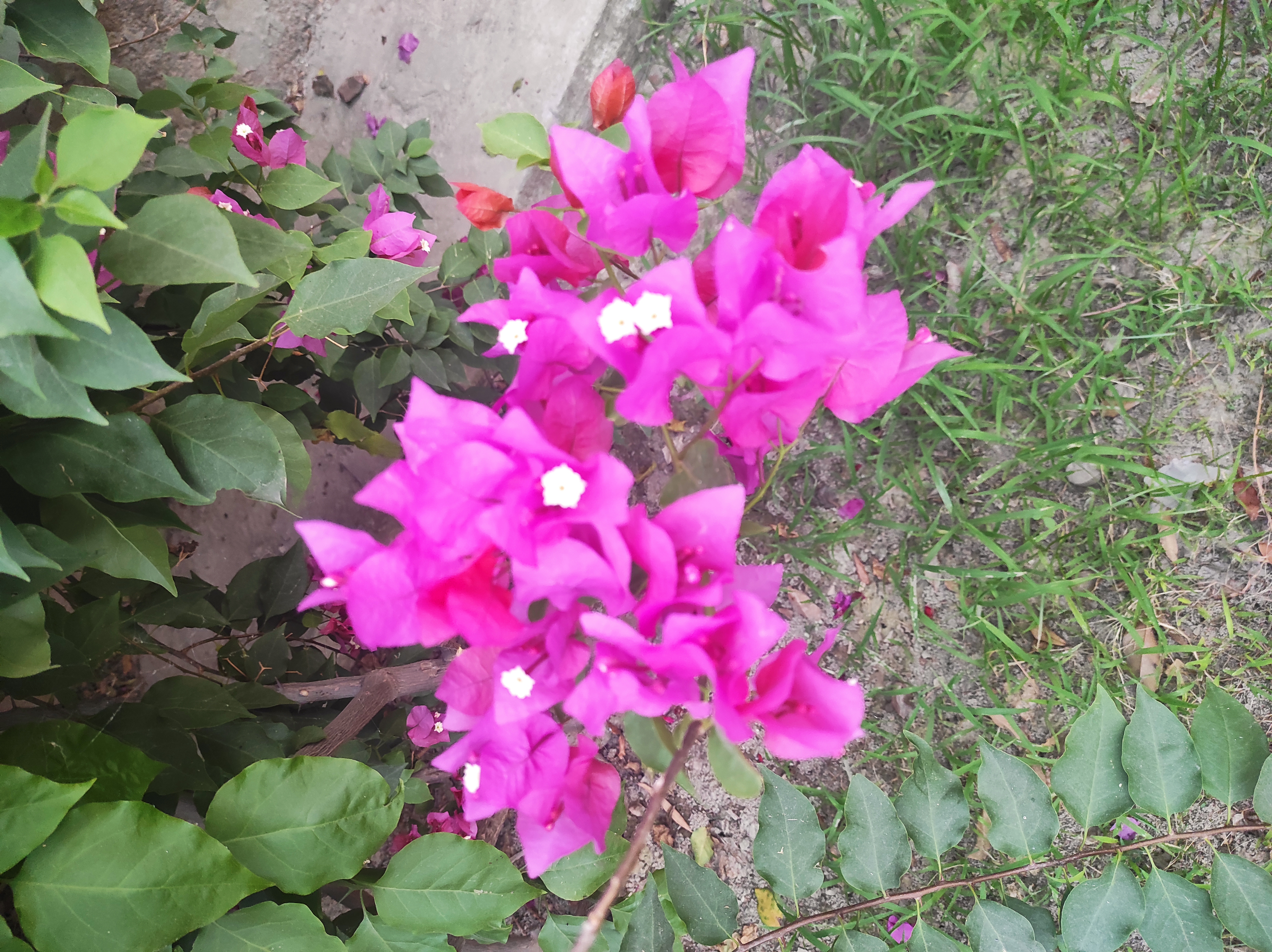 IMG_20210608_184131.jpg