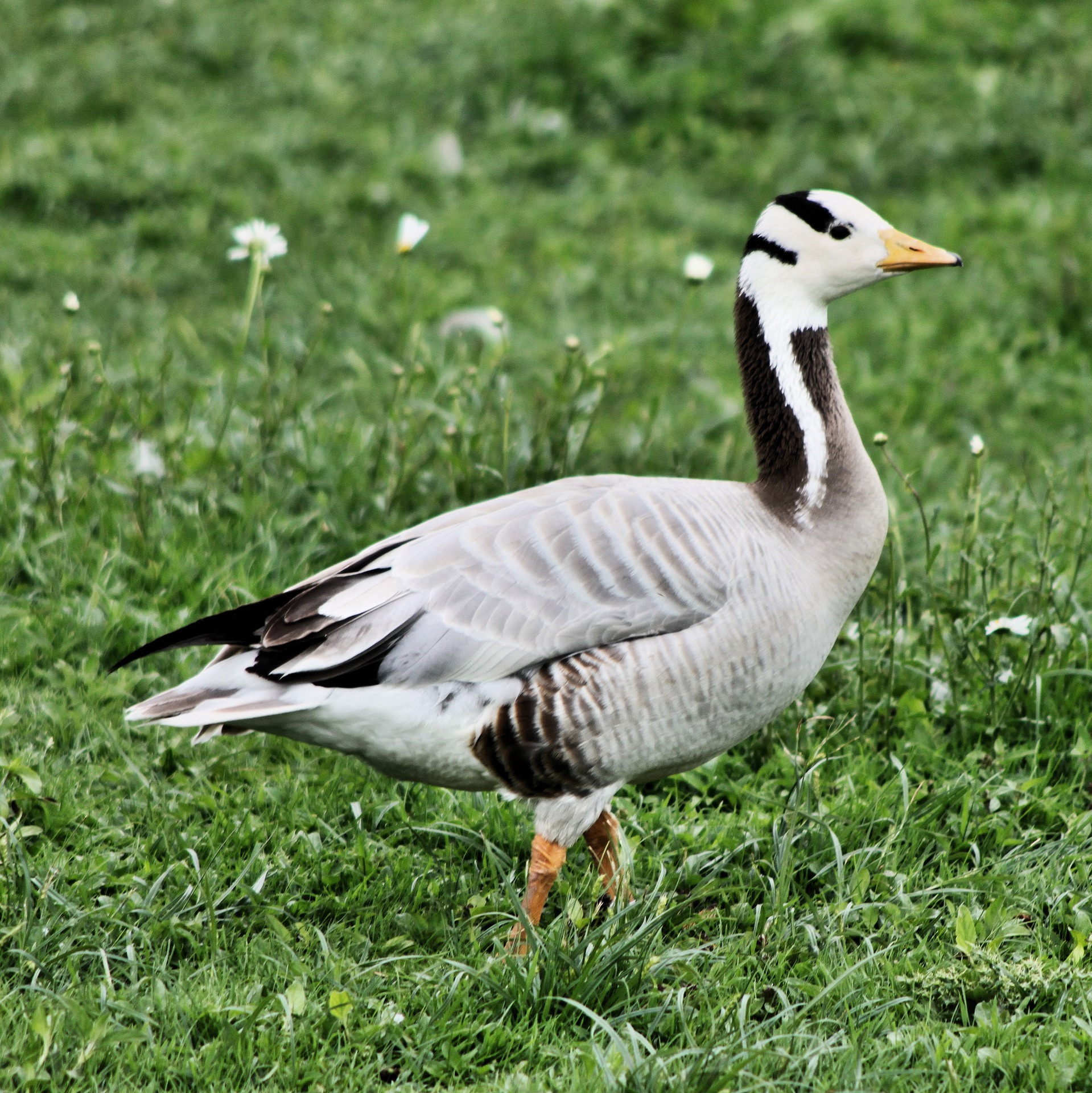 bar-headed-goose-5963891_1920.jpg