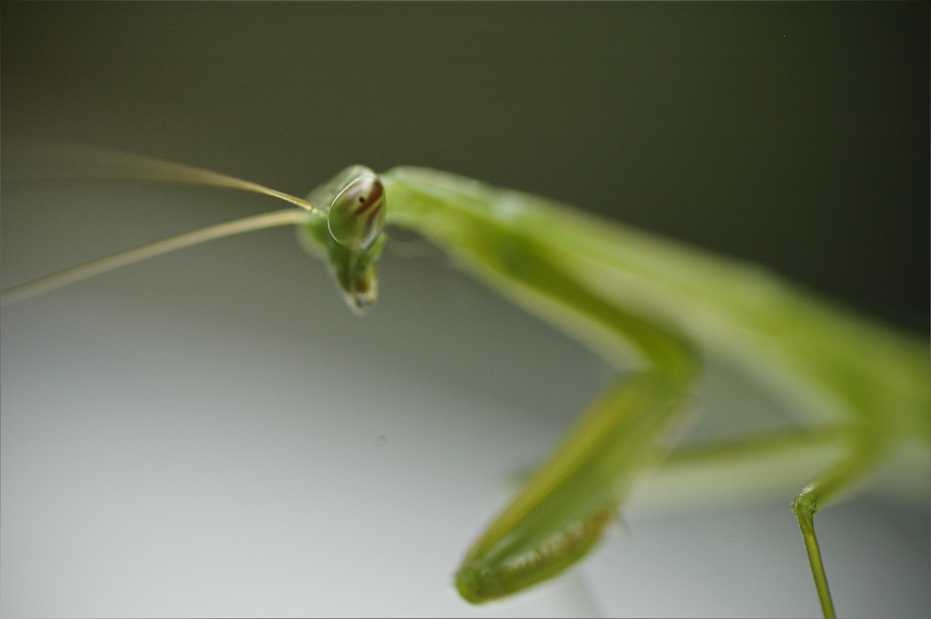 mantis.jpg