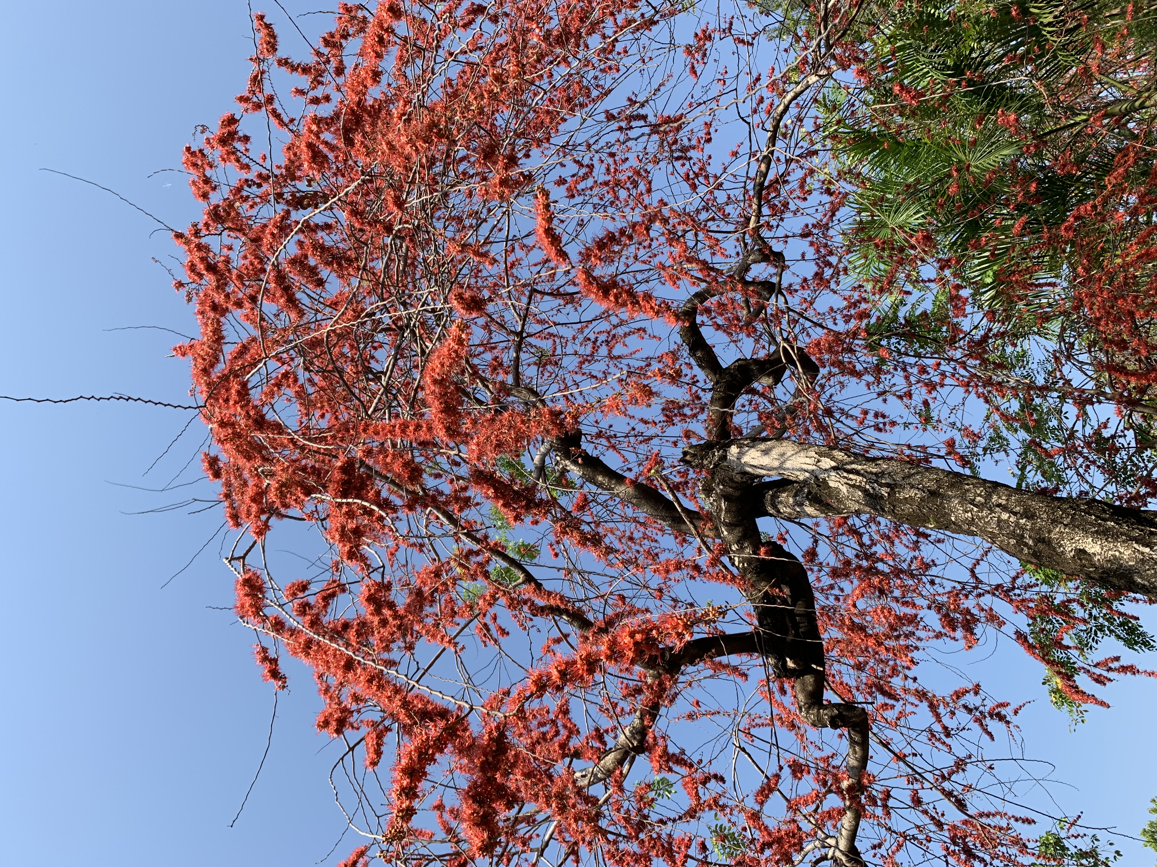 Queen Sirikit Park9.jpg