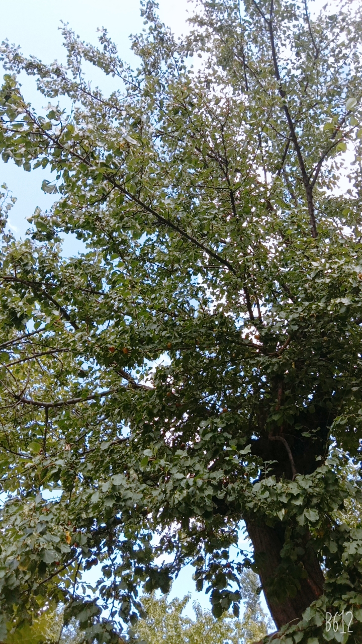 B612_20210802_135309_419.jpg