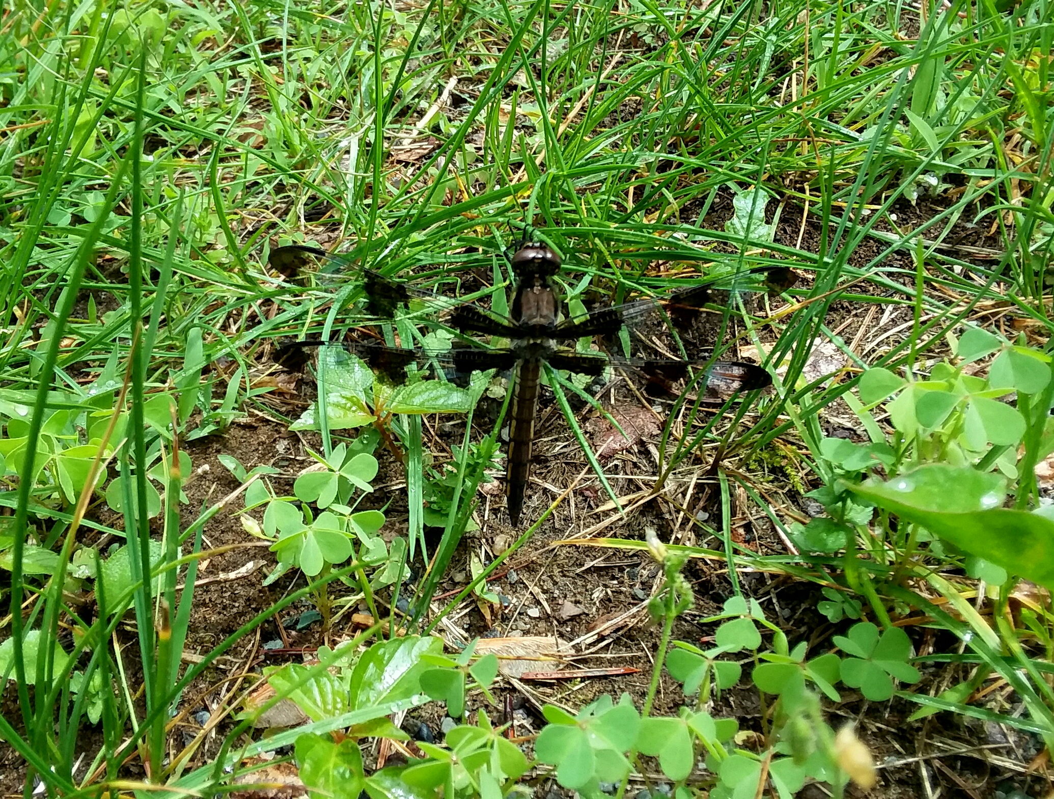 20190626_153714.jpg