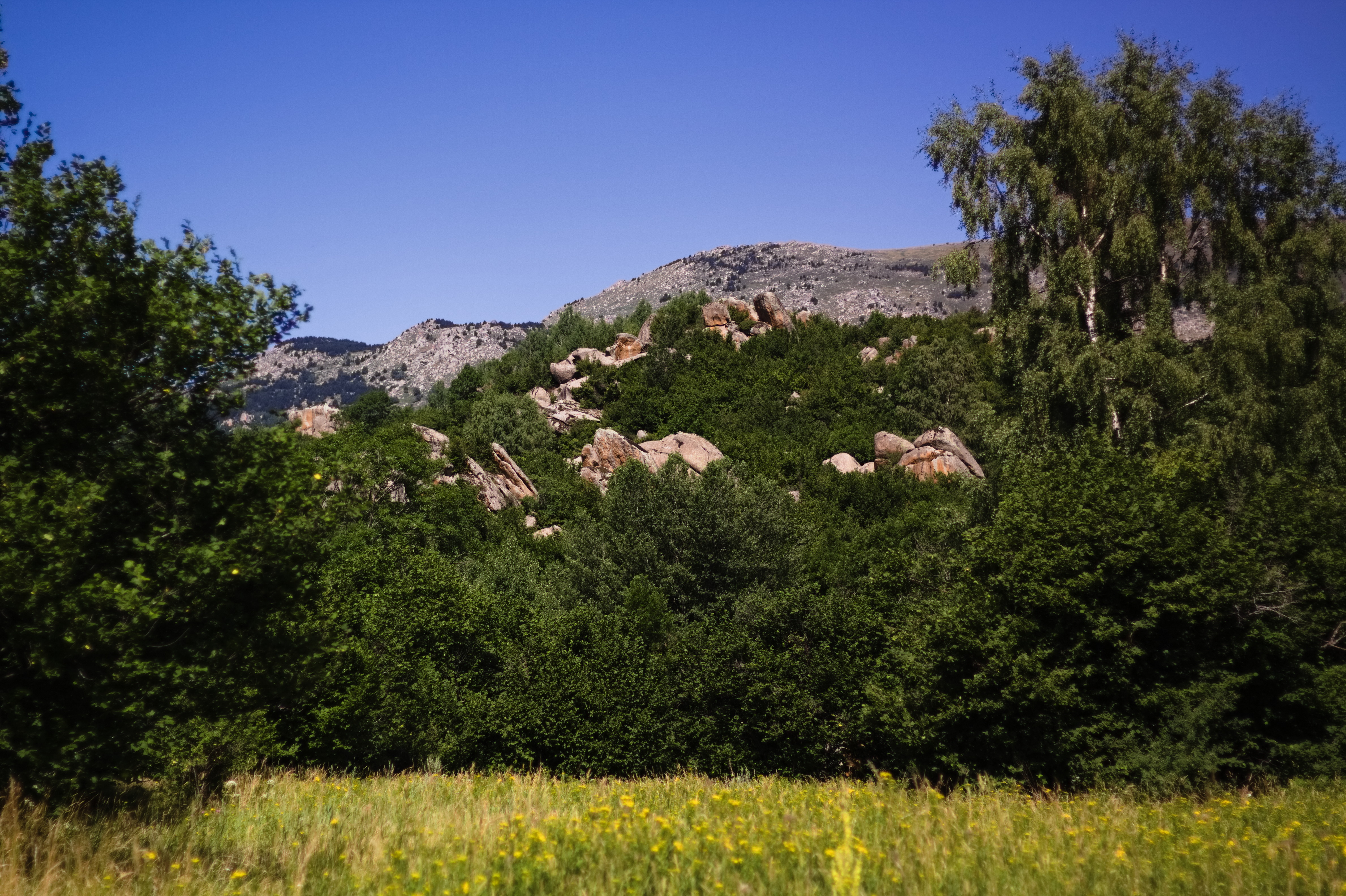 IMG_7648.jpg