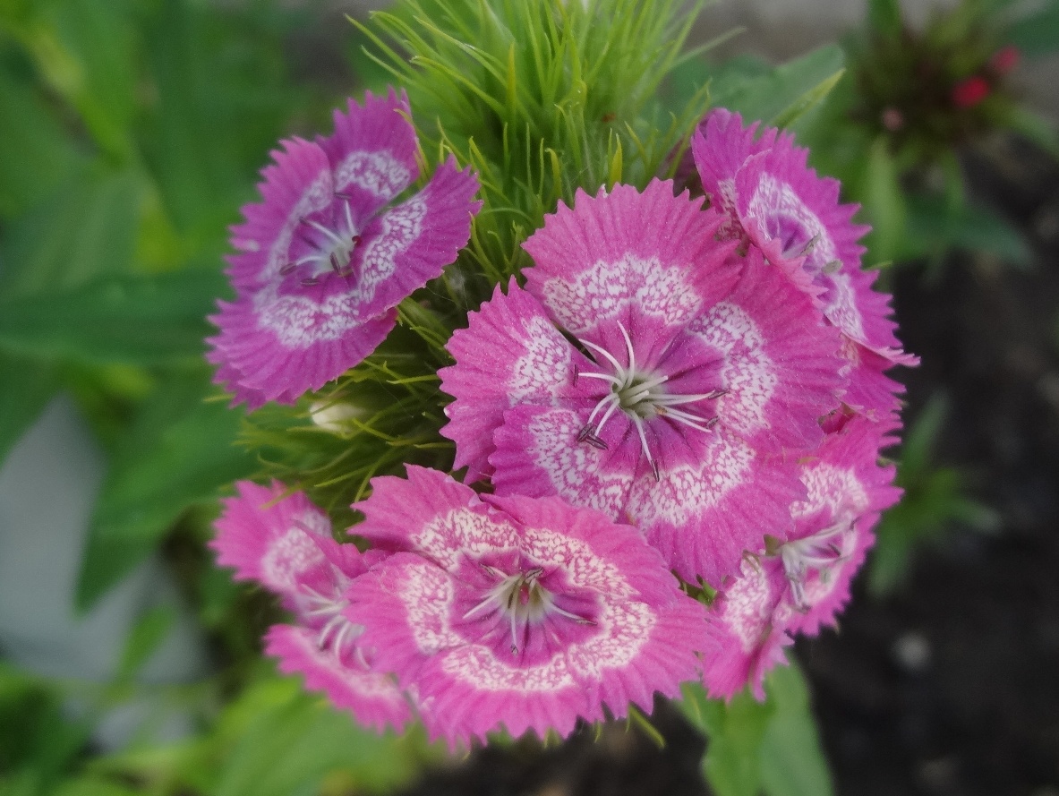 Гвоздика бородатая Dianthus barbatus