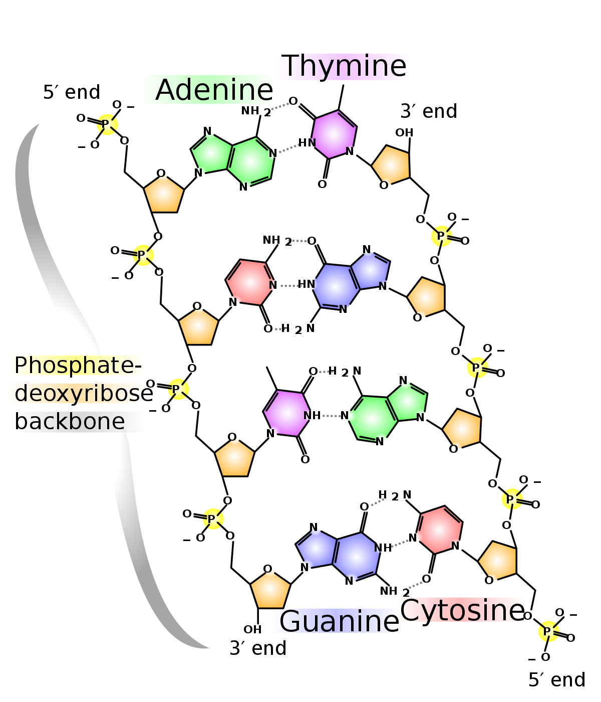 1200px-DNA_chemical_structure.svg.png