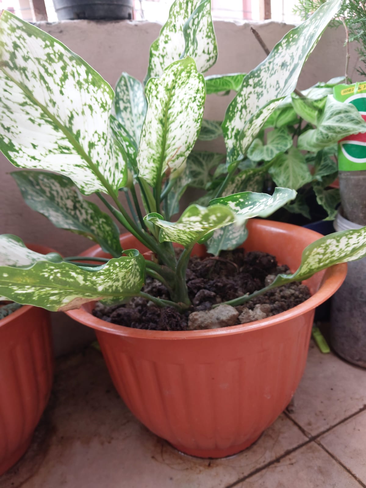 WhatsApp Image 2023-08-03 at 4.30.07 PM (1).jpeg