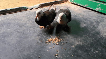 1000077170.gif