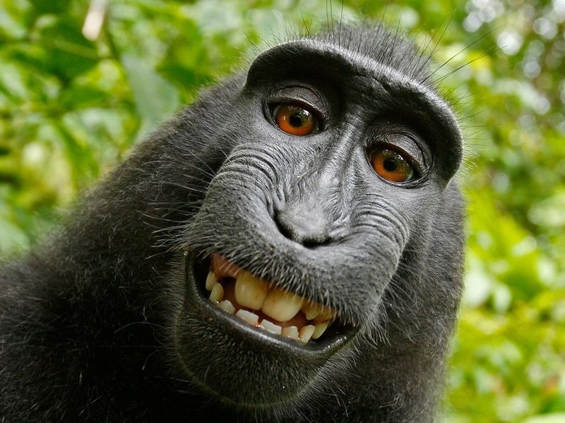 macaca_nigra_self-portrait-3e0070aa19a7fe36e802253048411a38f14a79f8-s800-c85.jpg