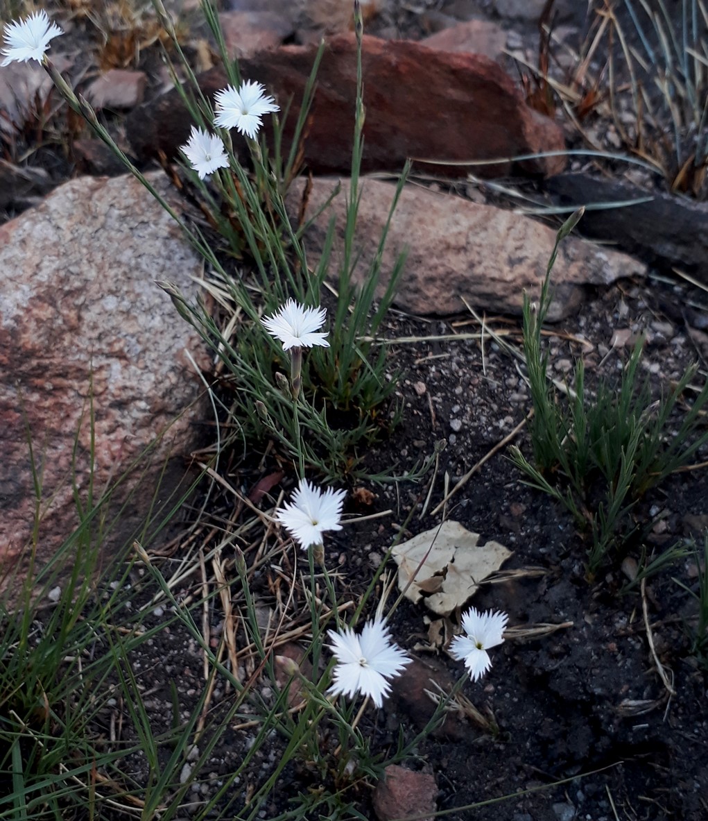 dianthus.jpg