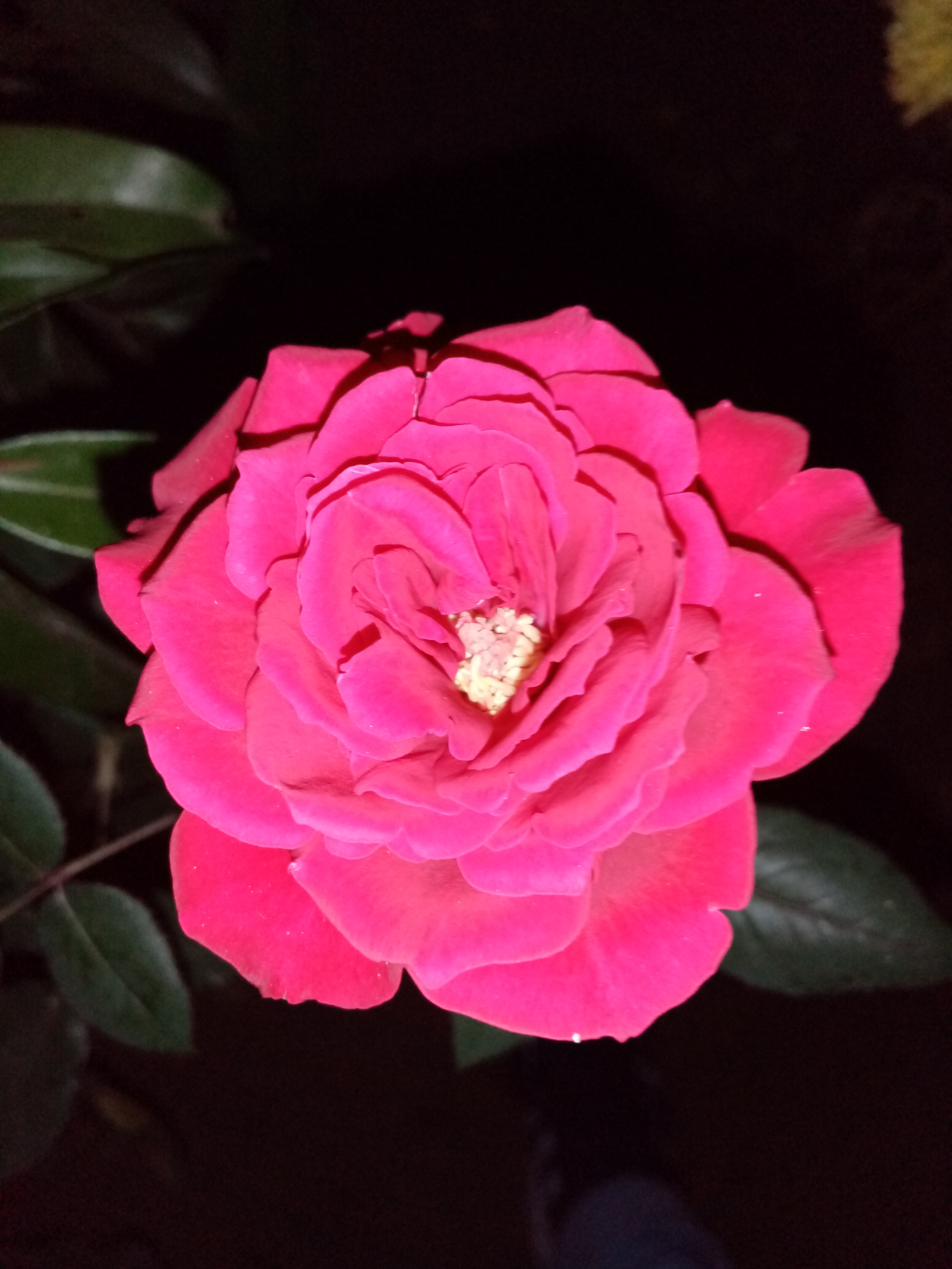 IMG_20201214_183655.jpg