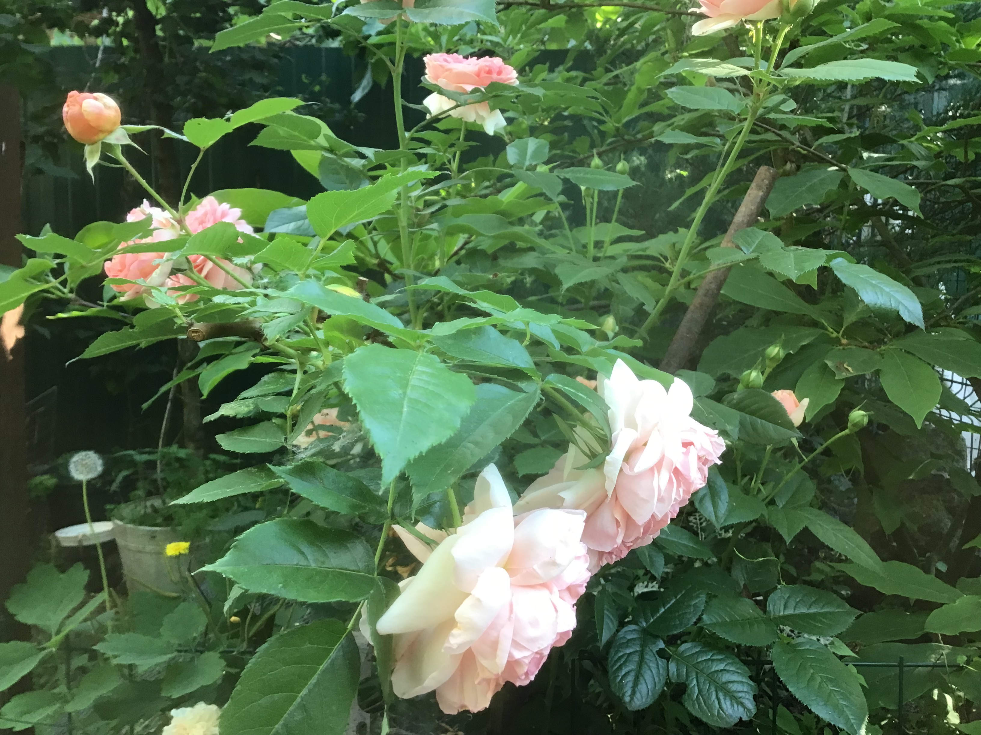 IMG_5834.jpeg