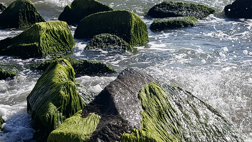 20180910_095850-ANIMATION.gif
