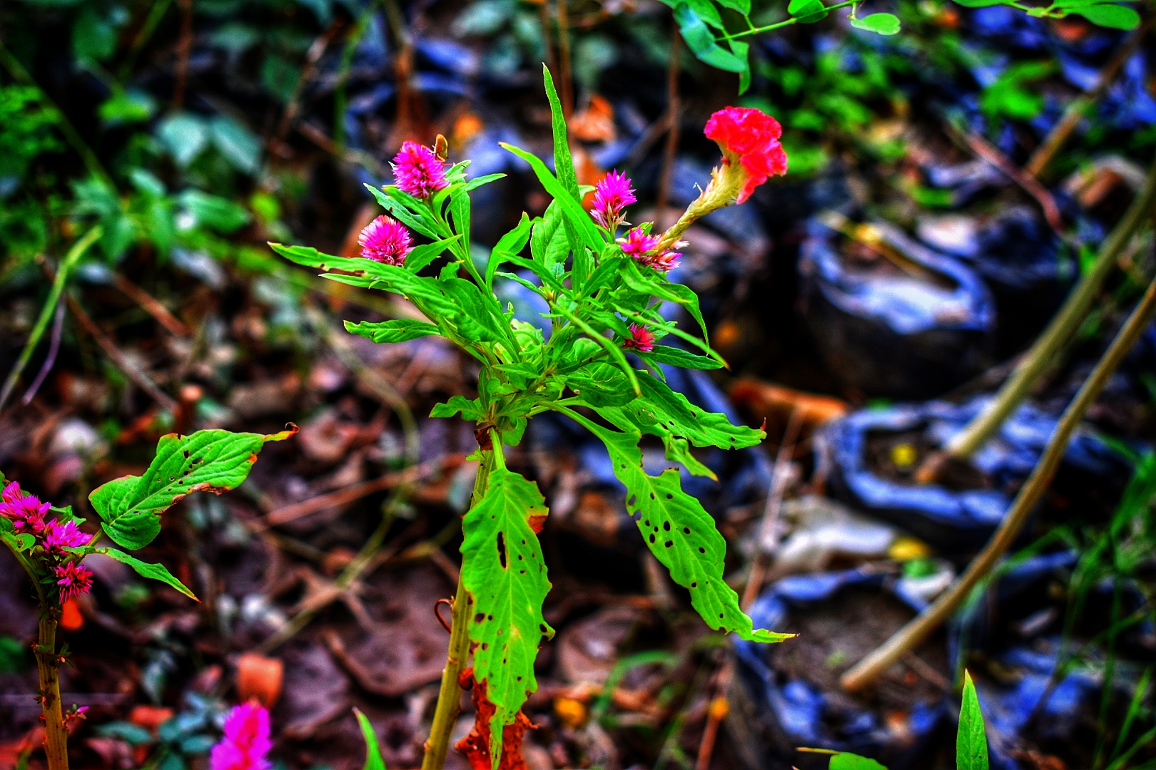 DSC_0473-01.jpeg