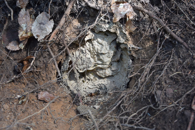 DSC_0011_800.JPG