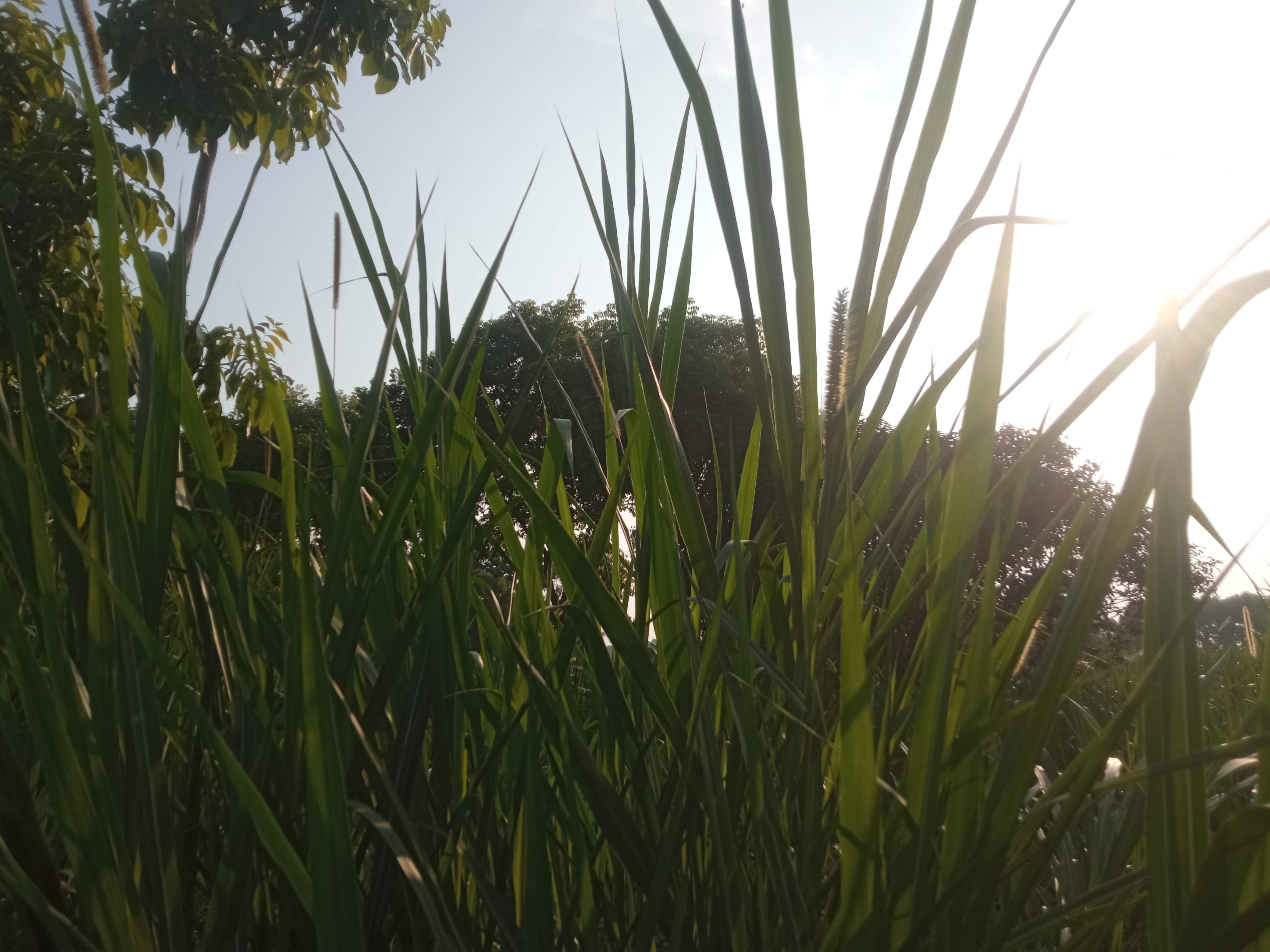 নেচার (1).jpg