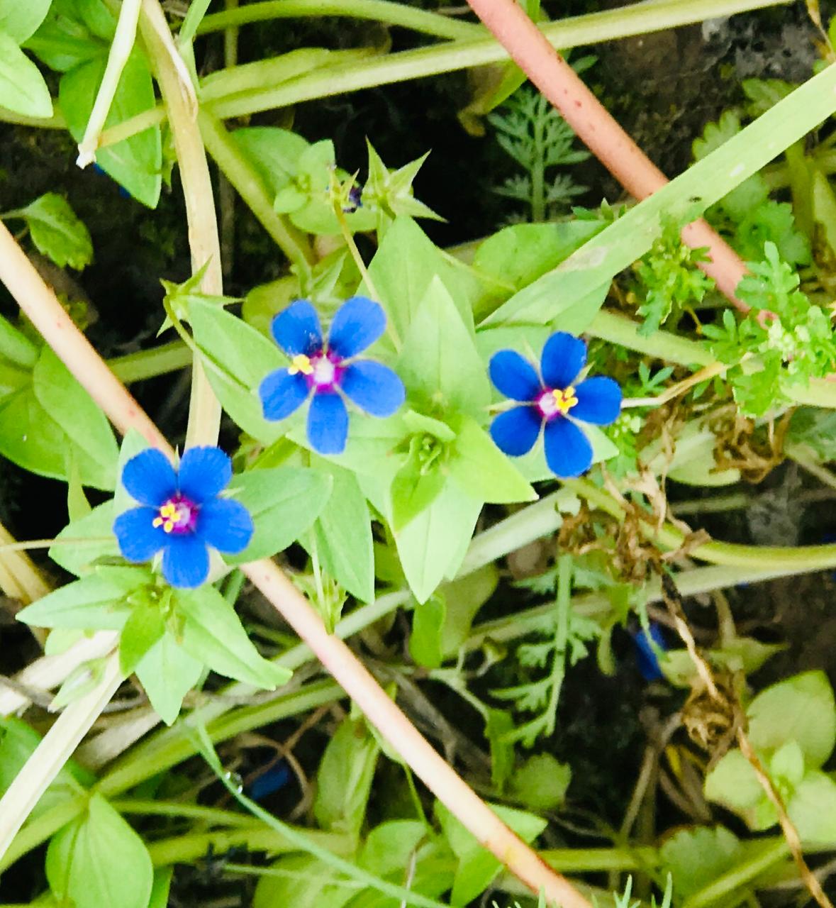 lock Down and my nature photos