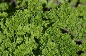 images.jpg