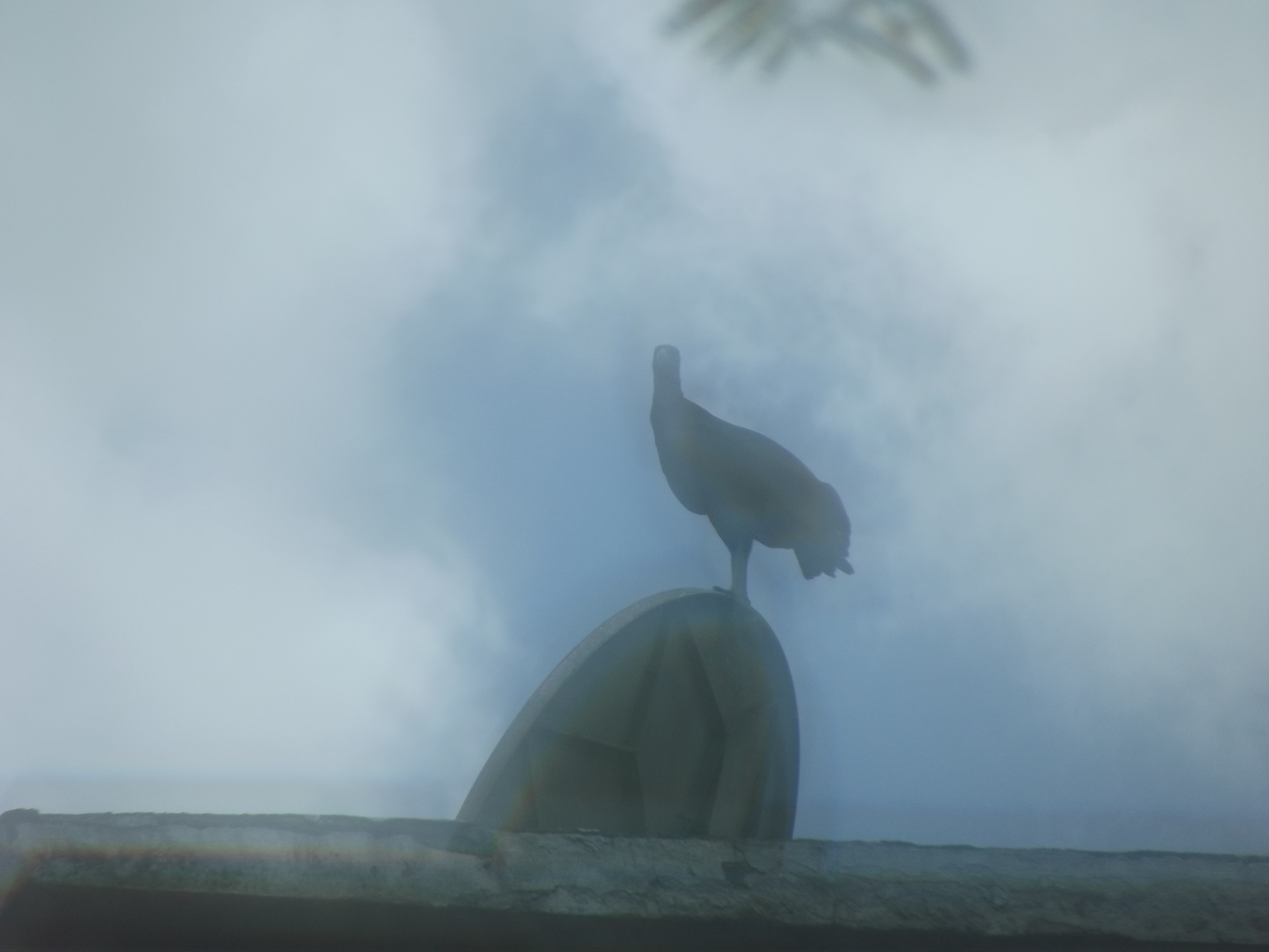 DSCF9138.JPG