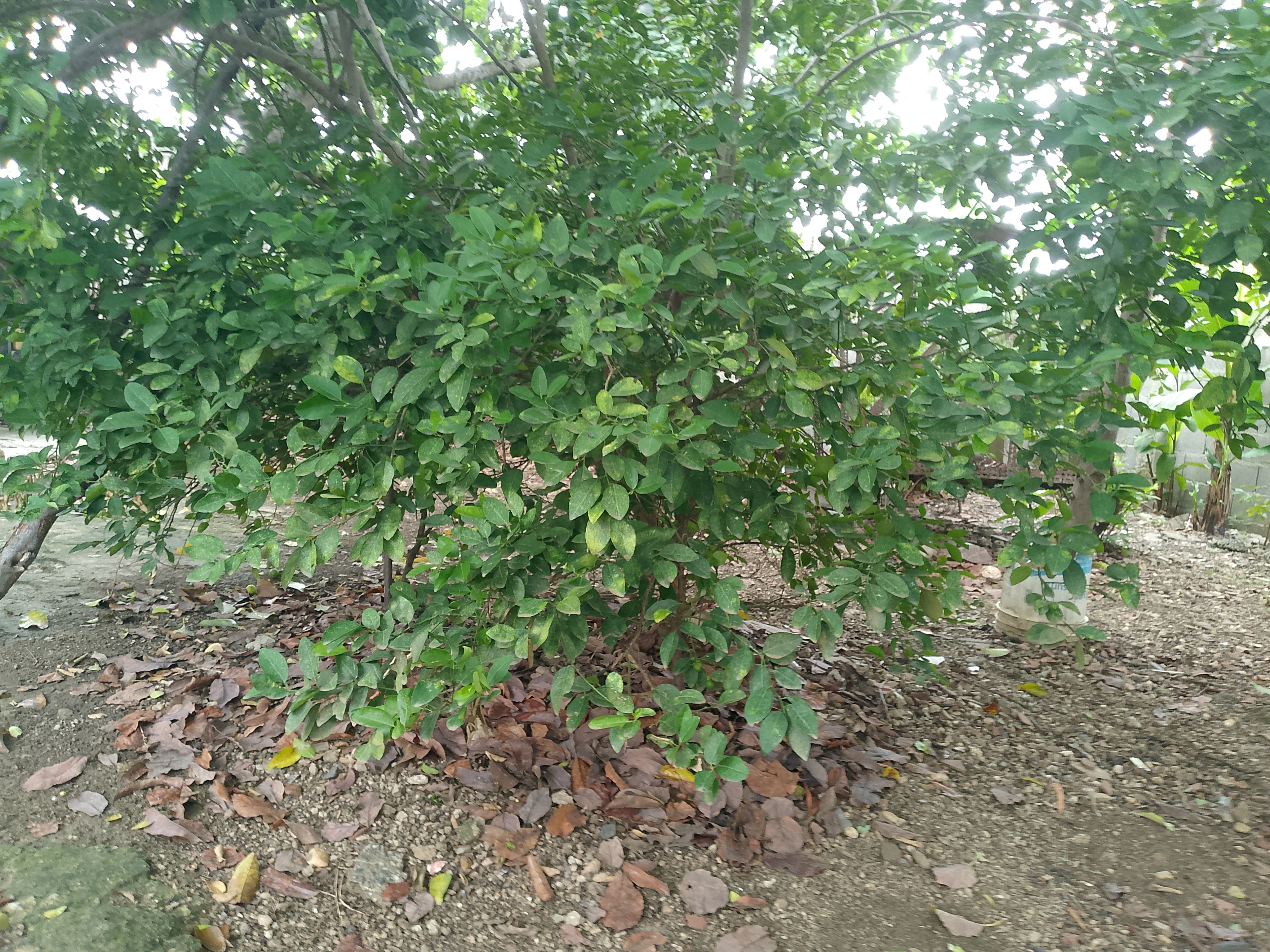 FotoGrid_20260619_122601720.jpg