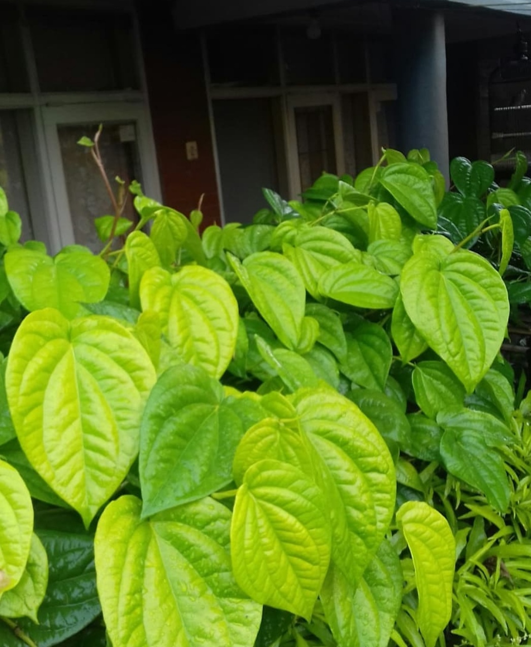 "Betel Leaf Can Be Conjured Into Medicine" — Steemkr