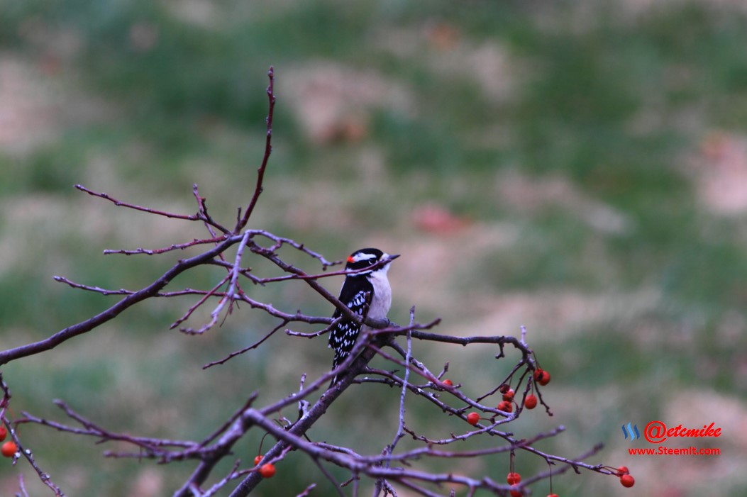 Downy Woodpecker PFW02_0011.JPG