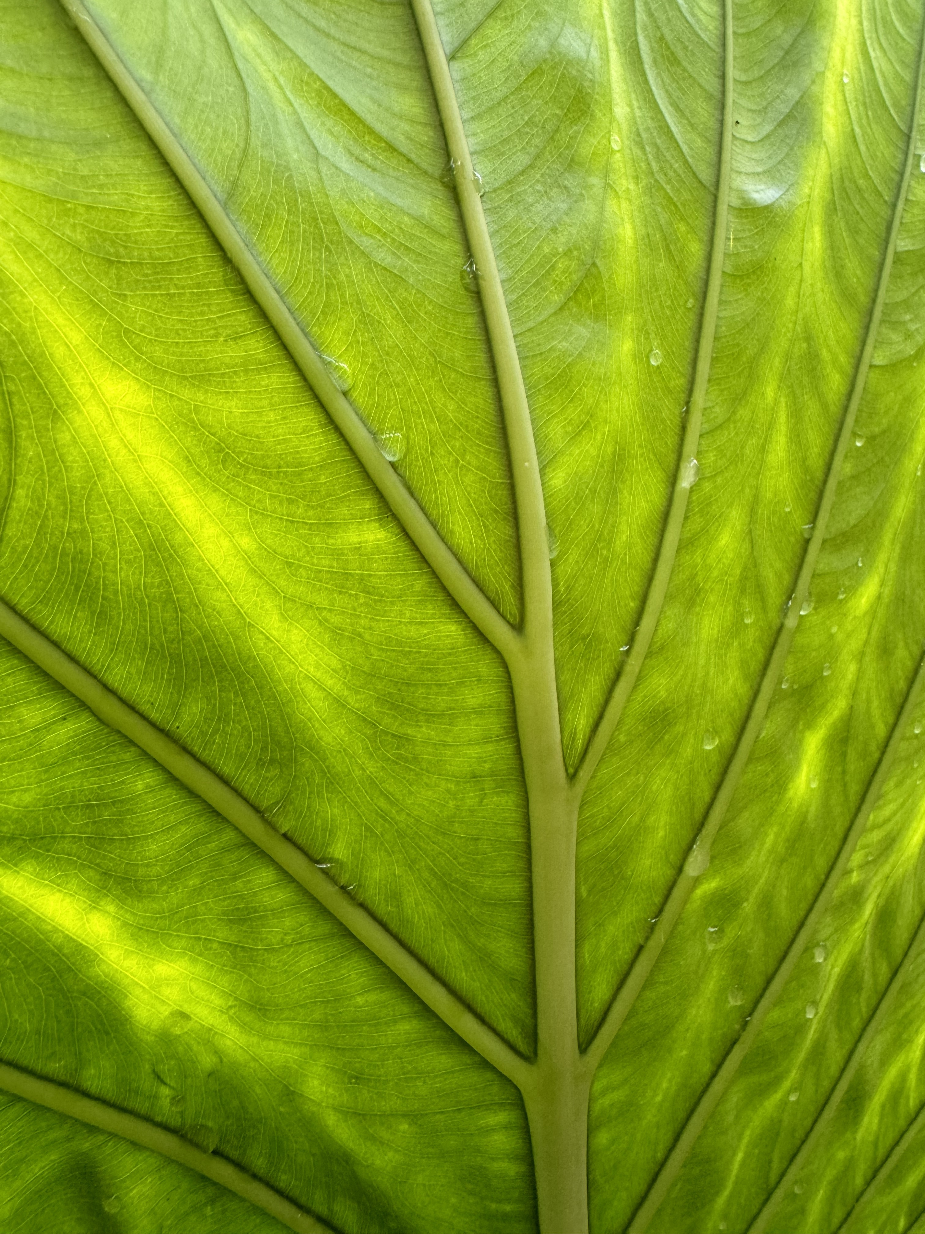 pixabaylite_1725950909266.jpg